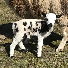 Armstrong's Jacob Sheep